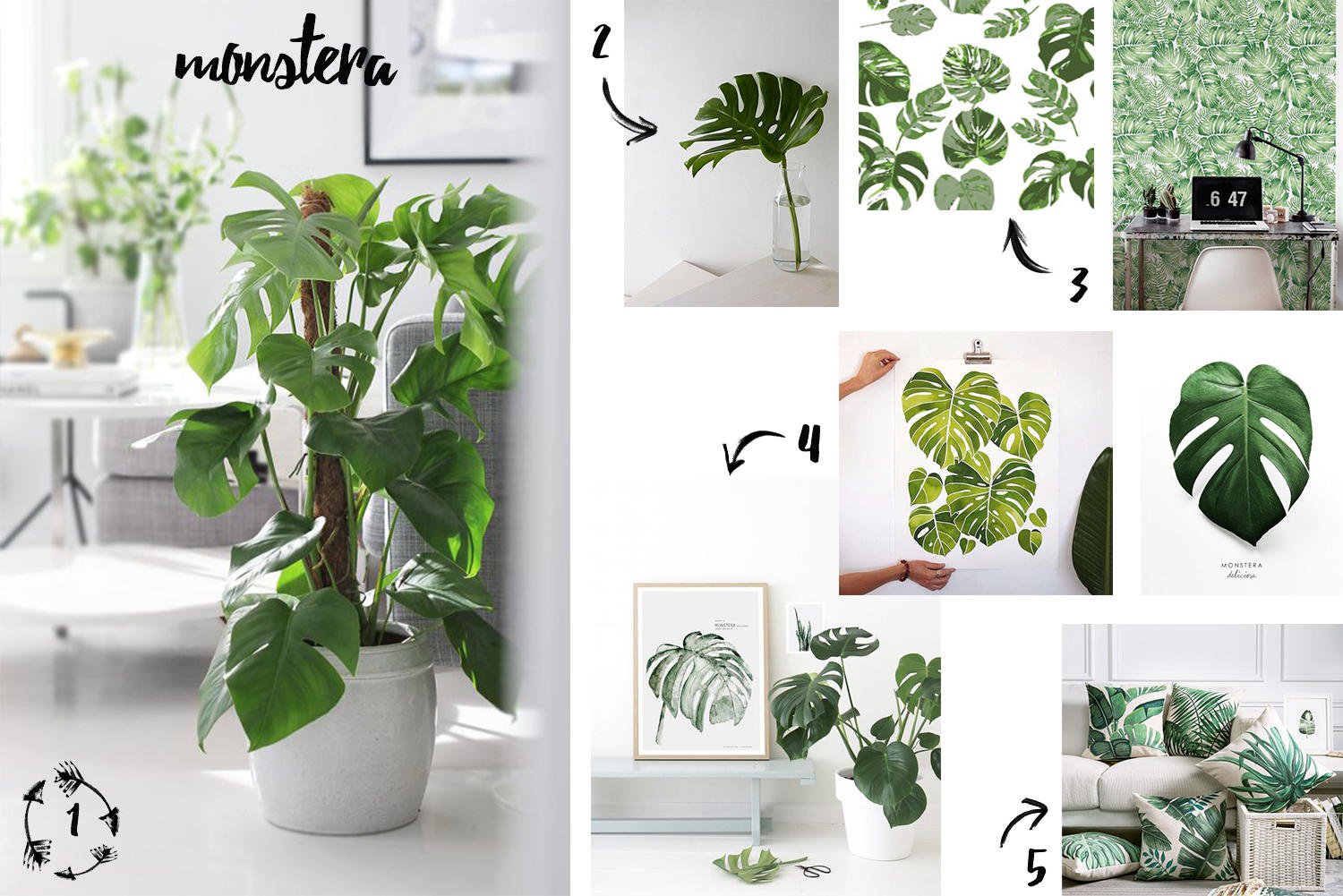 monstera