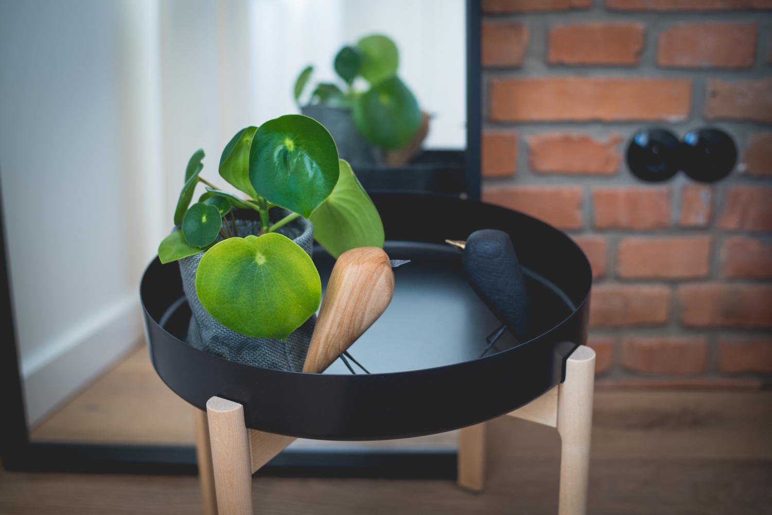 kwiaty doniczkowe domowe