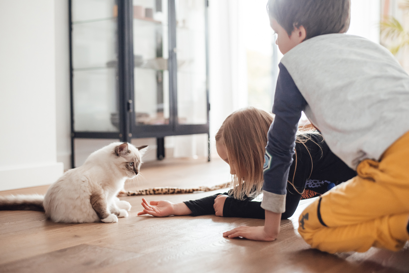 czy warto mieć kota