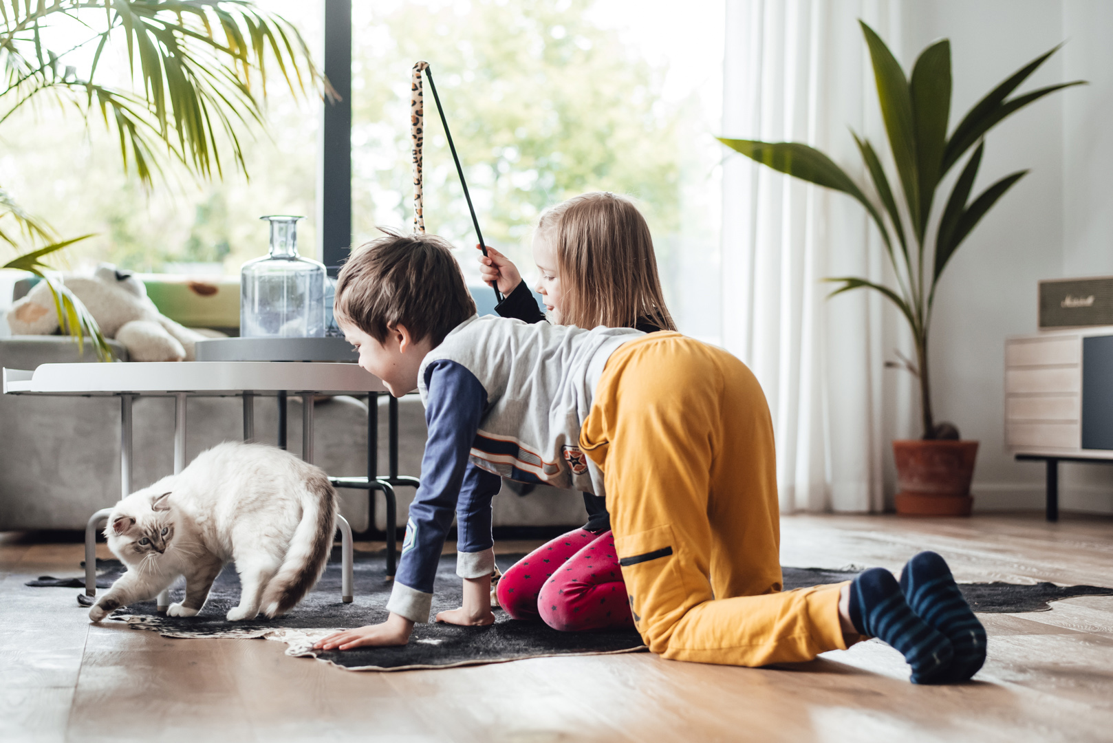 czy warto mieć kota