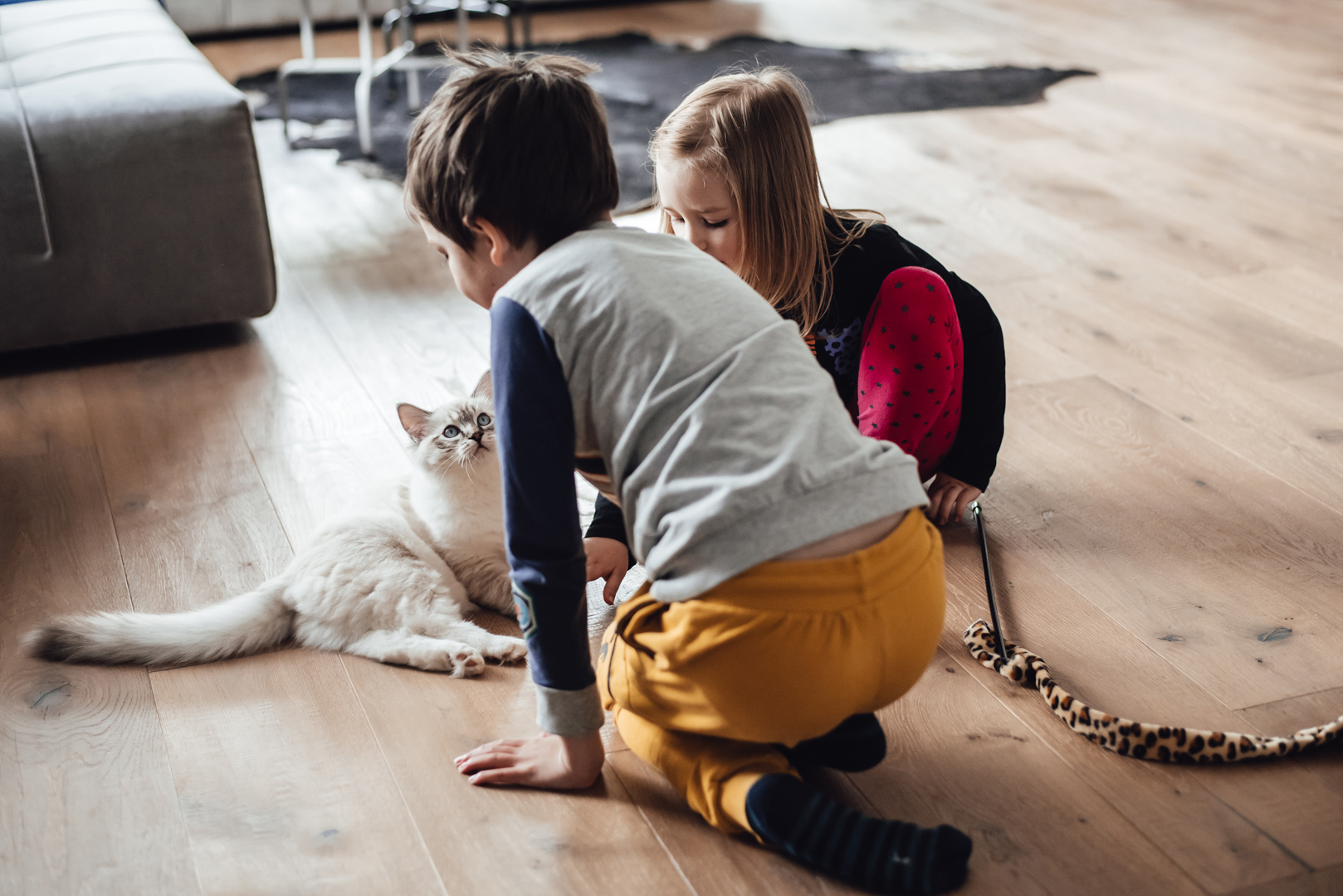 czy warto mieć kota